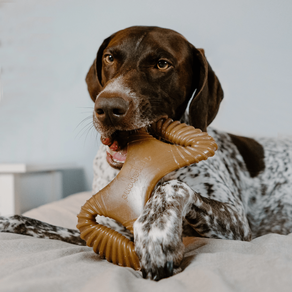 Benebone Chicken Flavored Dental Chew Toy for Dogs image 6