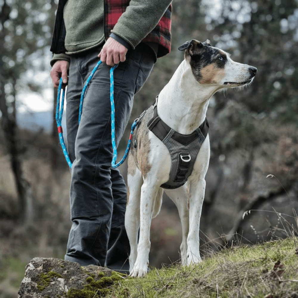 Kurgo Journey Air Harness for Dogs (Black/Gargoyle Grey) image 3
