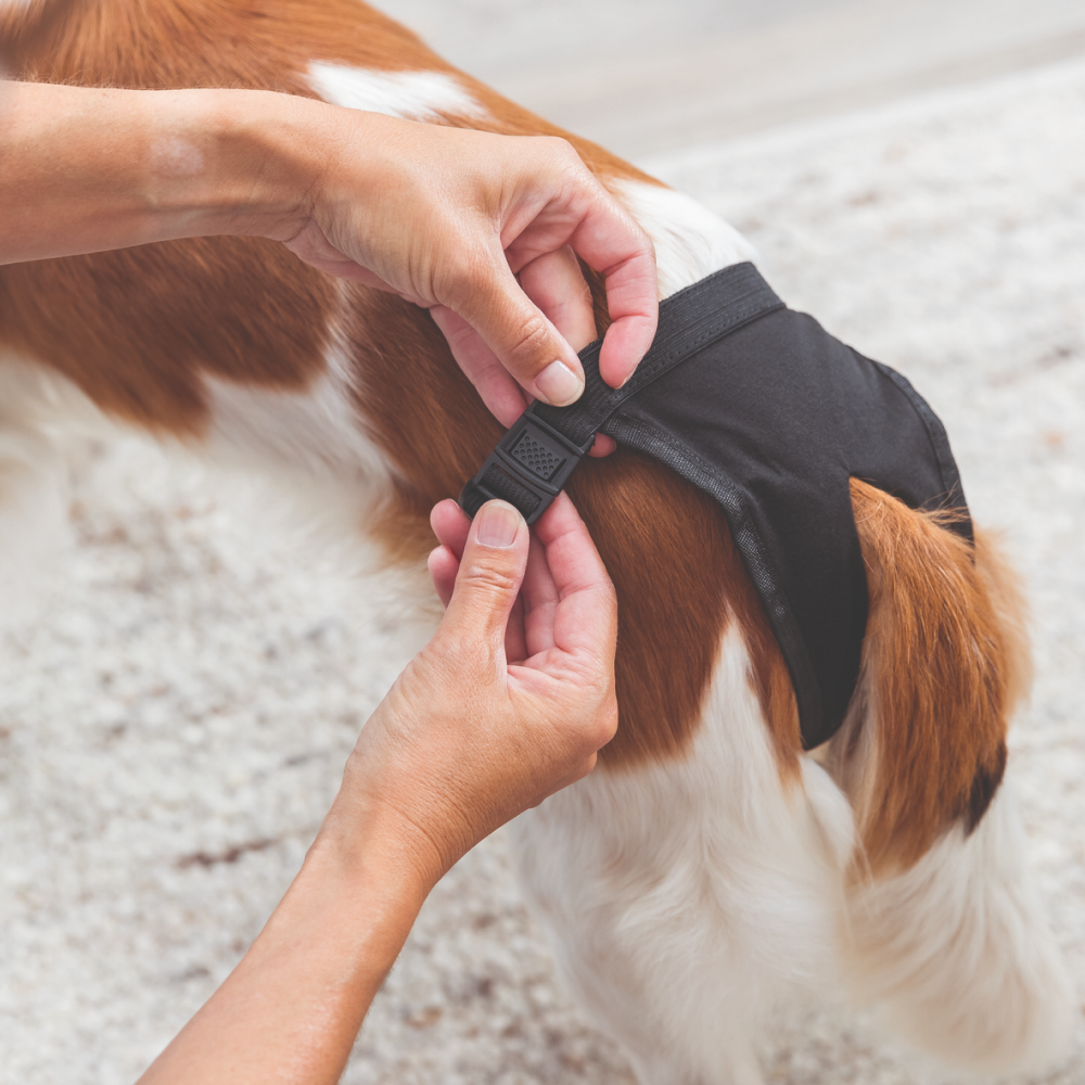 Trixie Washable Protective Pants for Dogs image 9