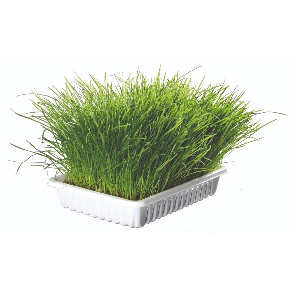 Trixie Soft Grass Bowl for Cats image 2