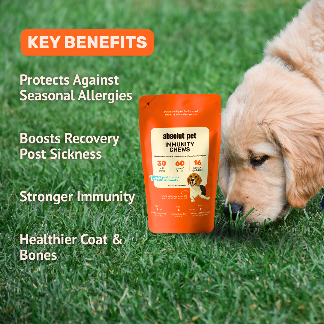 Absolut Pet Postbiotics to Boost Immunity Reduce Allergies & Improve Bioavailability Chews Dogs Treat image 5