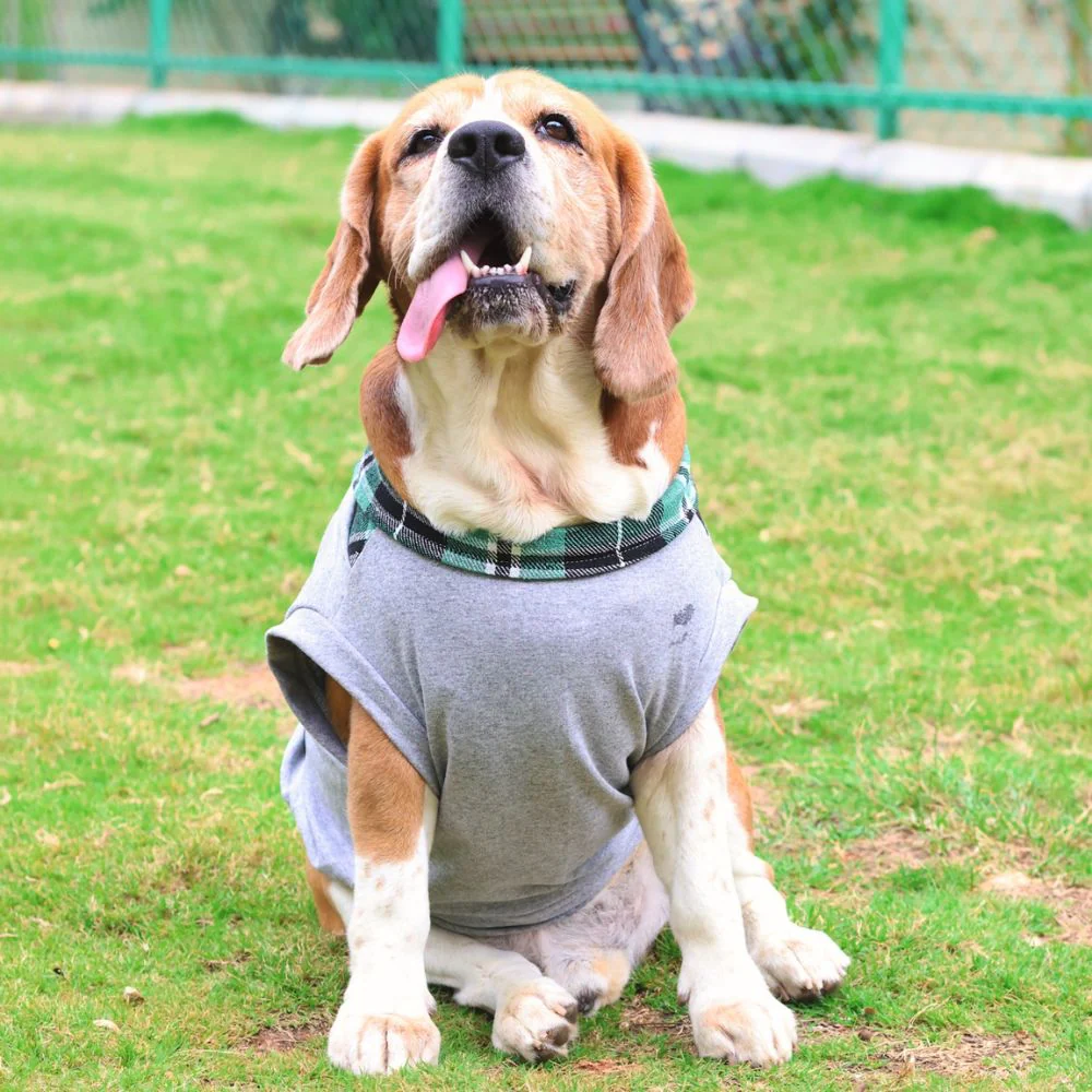 Pet Set Go Polo Knit Tshirt for Dogs (Grey) image 2