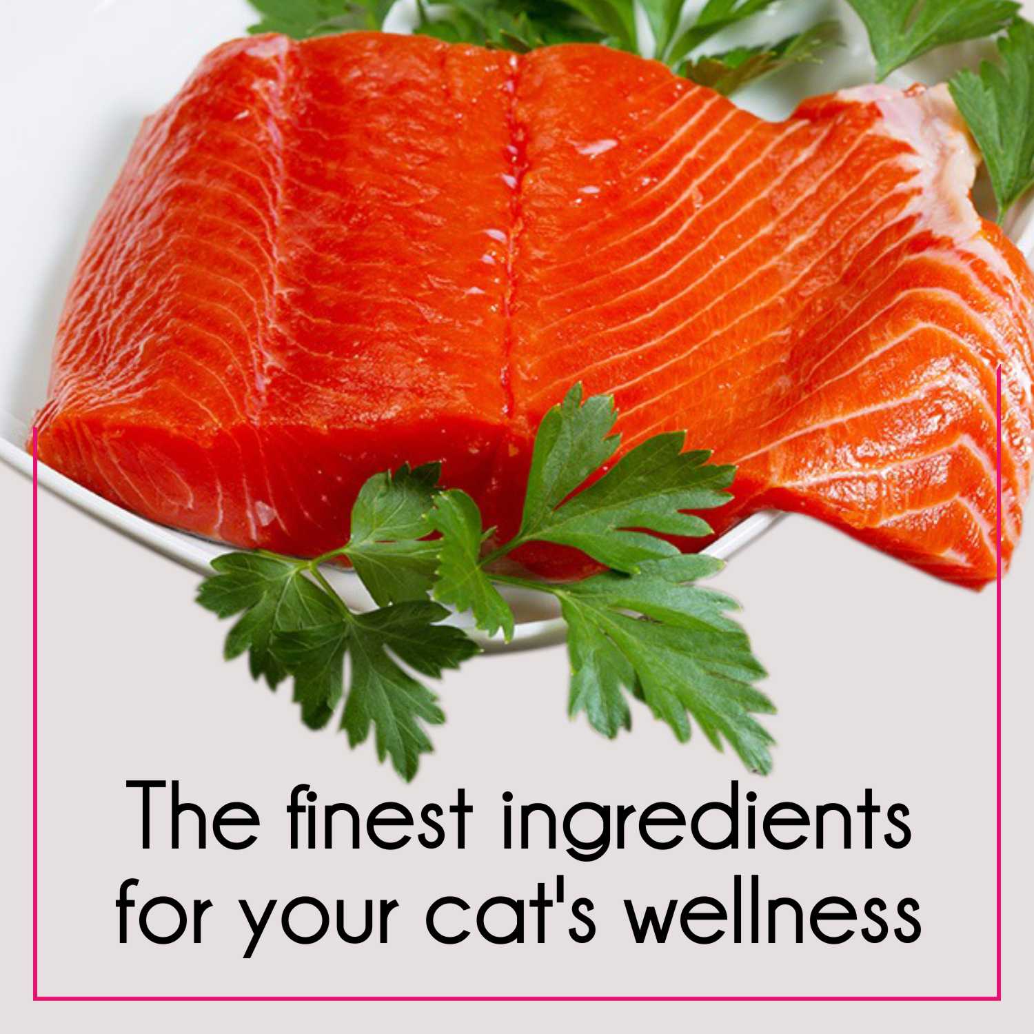 Purepet Mackerel and Ocean Fish Adult Cat Dry Food Combo image 7