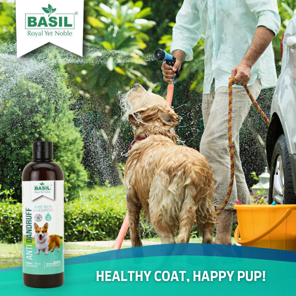Basil Anti Dandruff & Anti Itch Shampoo for Dogs and Cats image 5