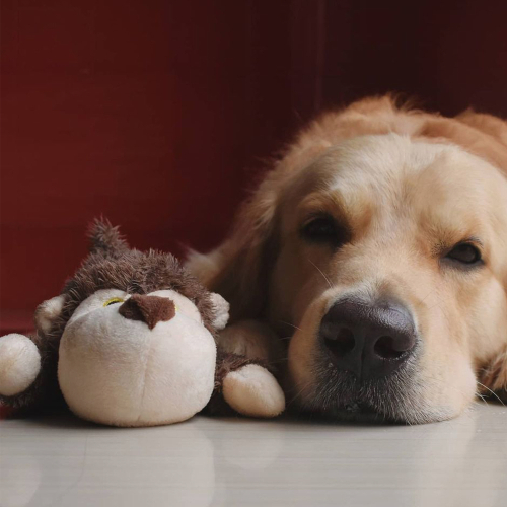 Barkbutler Boh The Bear Plush Toy for Dogs | For Medium Chewers (Brown) image 8