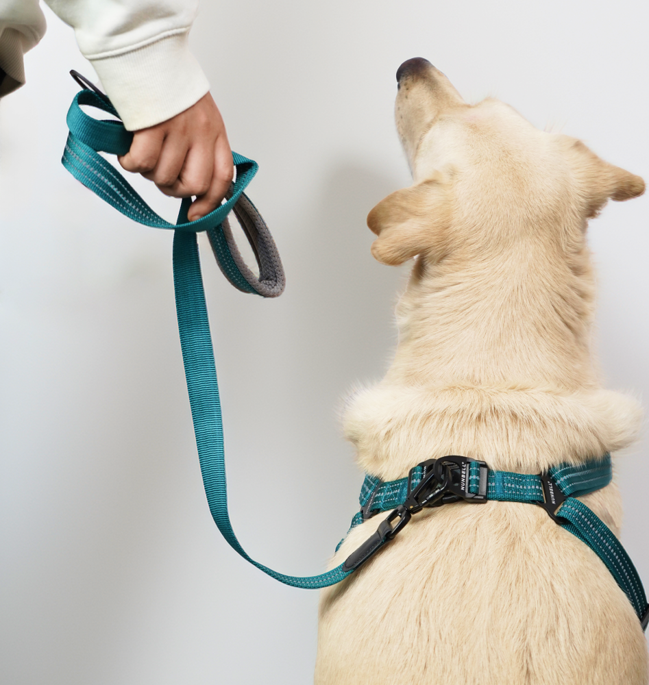 Skatrs Adventure in Style & Comfort Ocean Wave Leash for Dogs and Cats (Blue) image 4