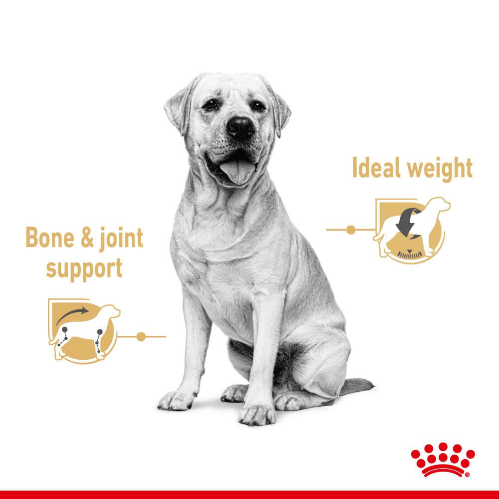 Royal Canin Chunks In Gravy Labrador Retriever Adult Dog Wet Food image 3