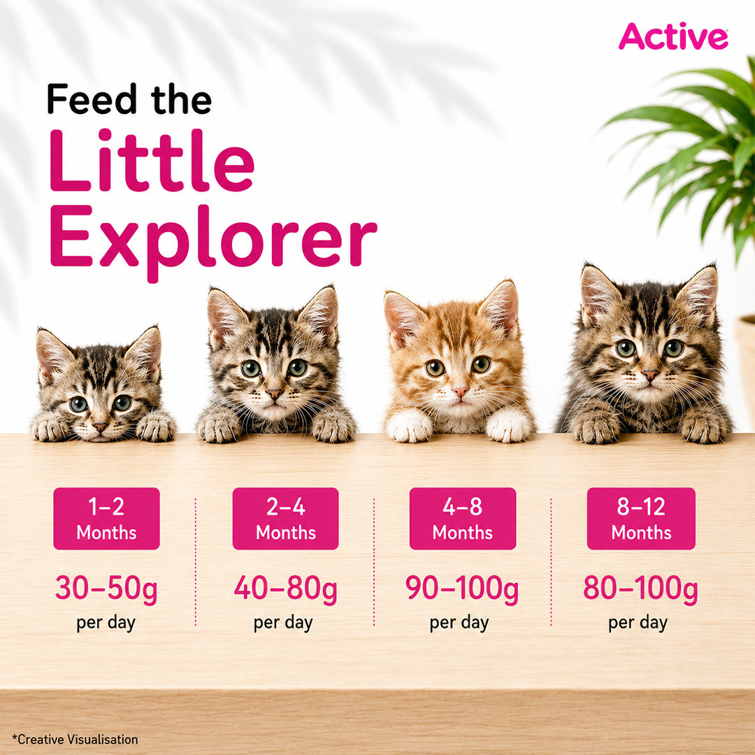Active Ocean Fish Kitten Cat Dry Food (Buy 1 Get 1) image 8