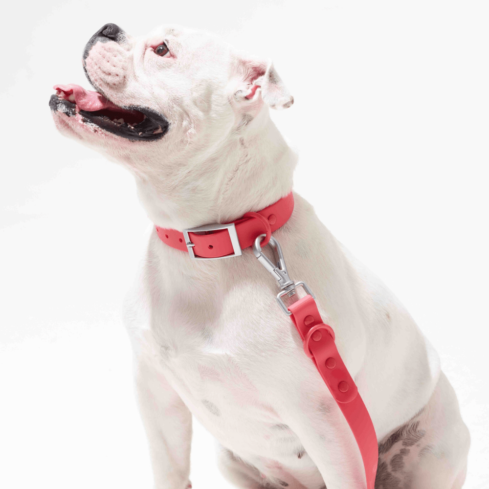 Furry & Co Weatherproof Collar for Dogs (Coral Red) image 3