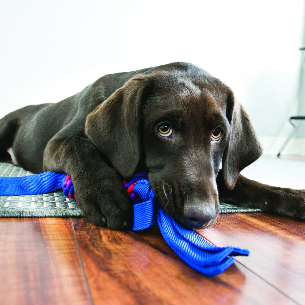 Kong Wubba Tugga Toy for Dogs (Blue) image 7