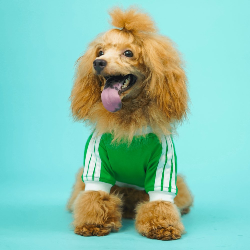 Pets Way Dive In Stripes Tshirt for Dogs (Forest)