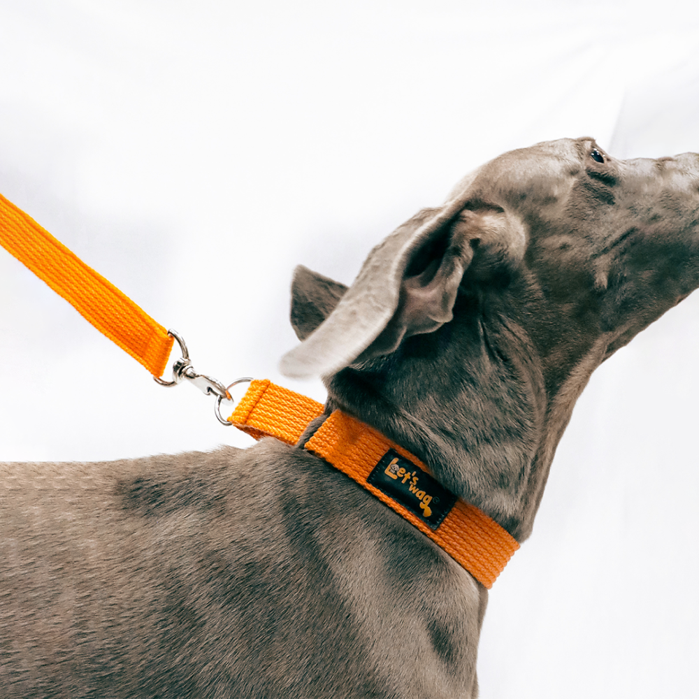 Let's Wag Martingale Fabric Collar for Dogs (Orange) image 2