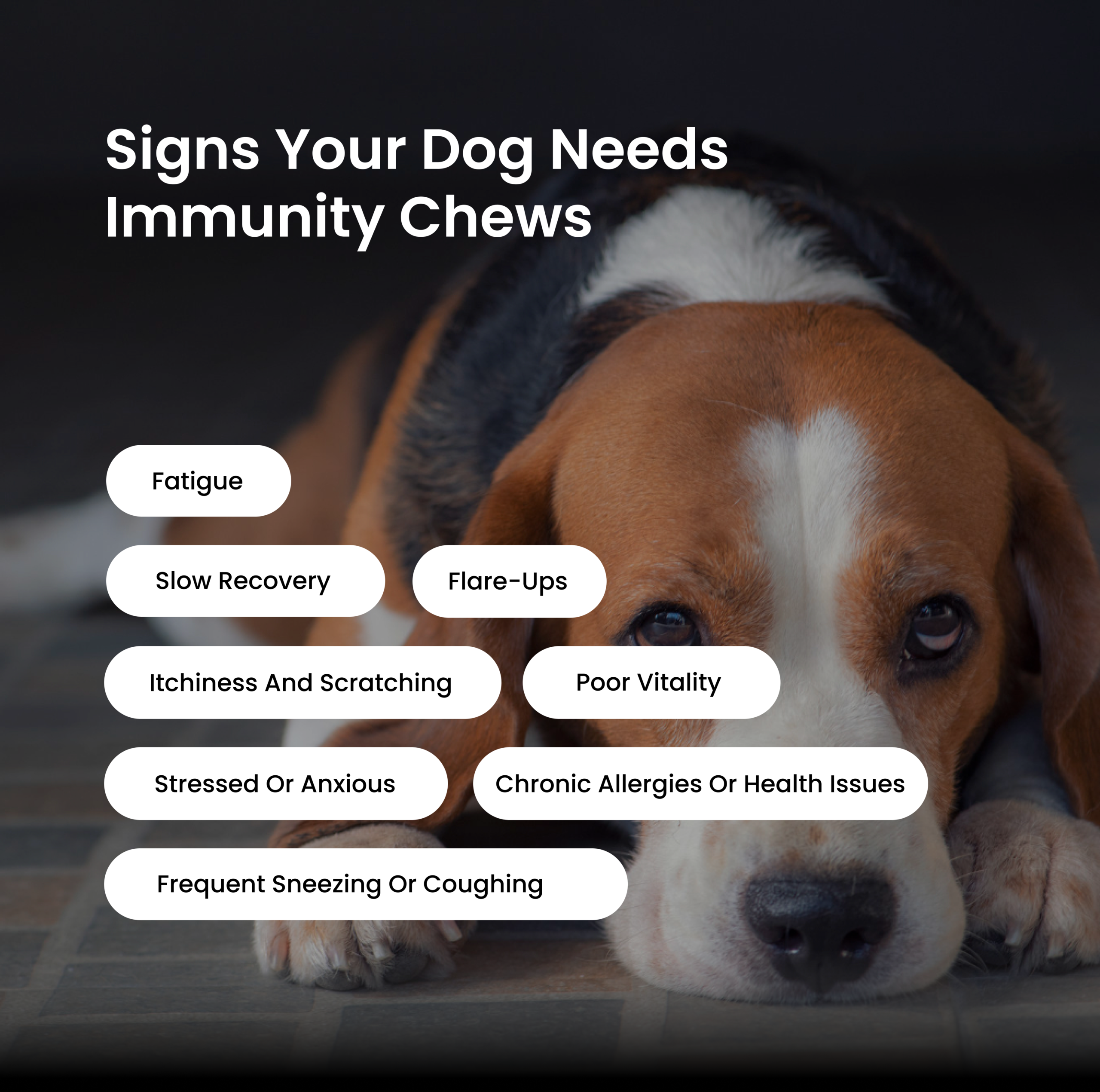 Absolut Pet Postbiotics to Boost Immunity Reduce Allergies & Improve Bioavailability Chews Dogs Treat image 6