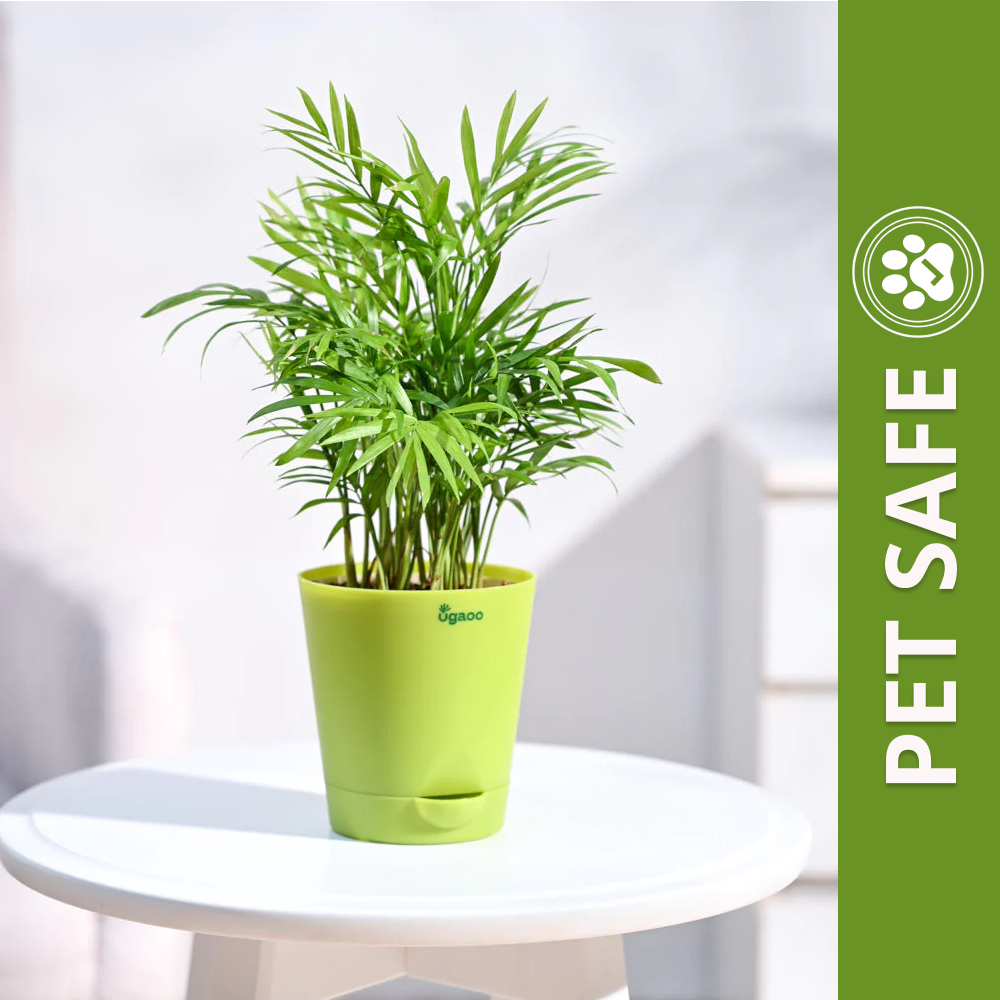 Ugaoo Bamboo Palm Pet Safe Plant with Self Watering Pot