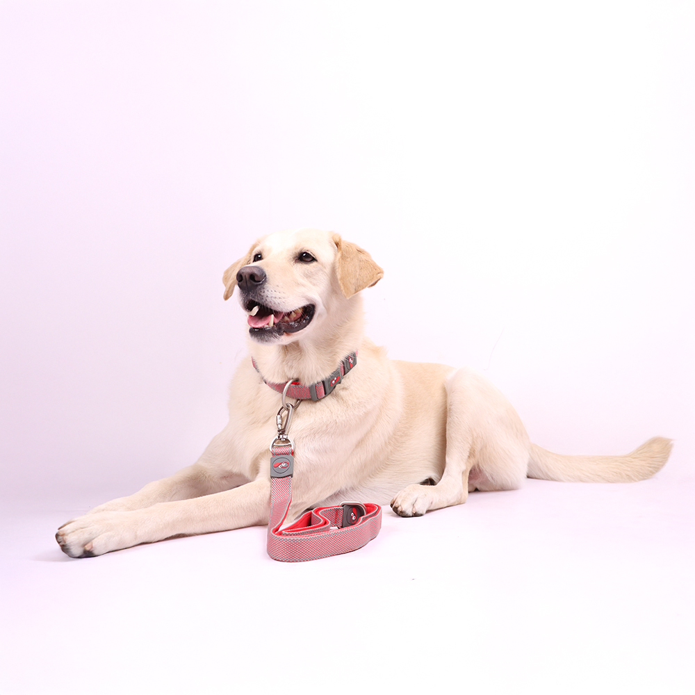 Skatrs Leash for Dogs (Red) image 4