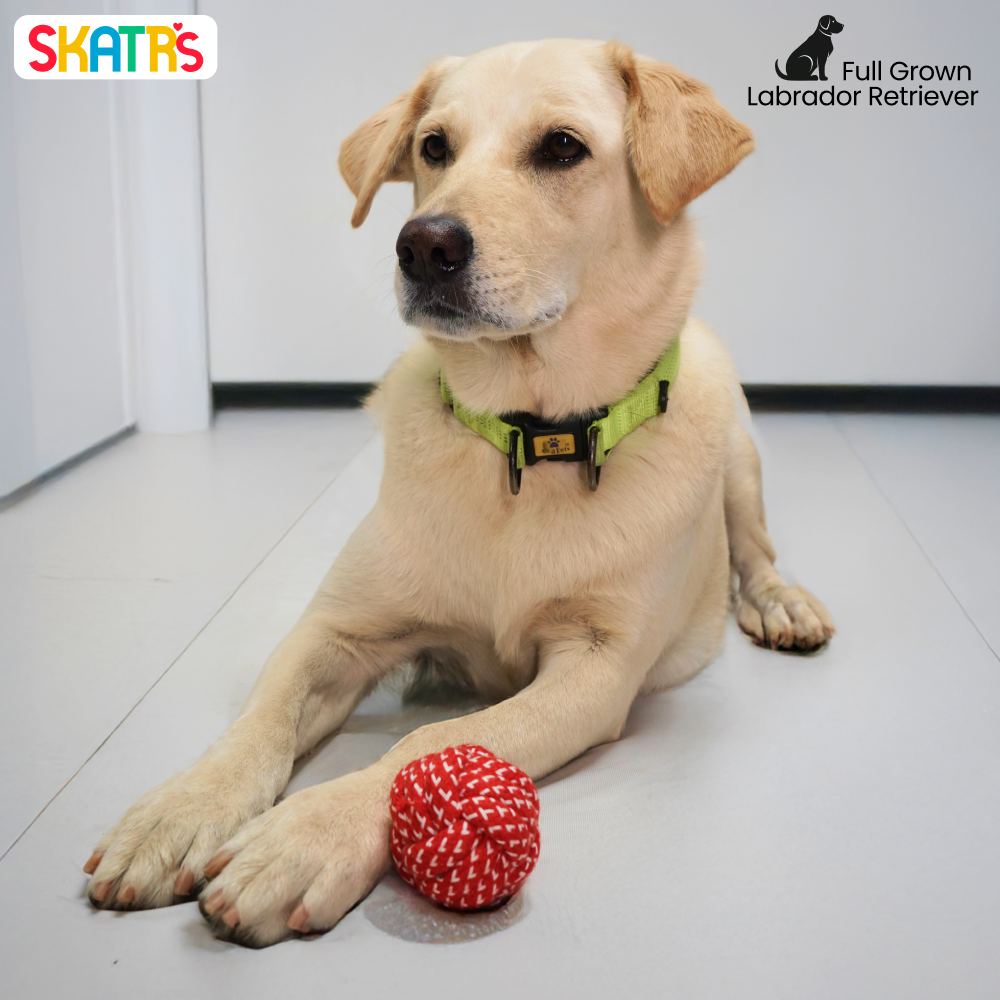 Skatrs Ball Shaped Rope Chew Toy for Cats & Dogs (Red/White) image 4