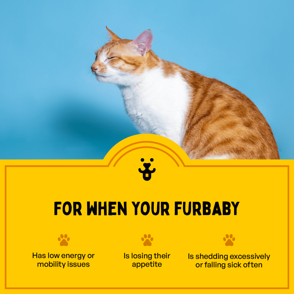 Furlicks Multivitamin for Cats and Dogs image 6
