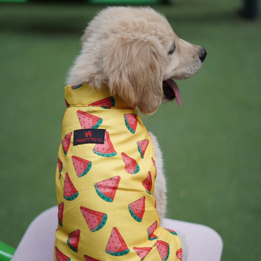 Pawgypets Watermelon sugar sando for Dogs (Yellow) image 3
