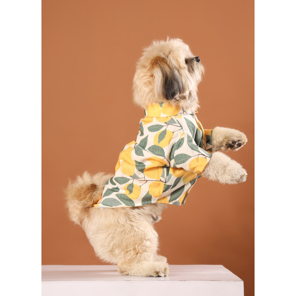 15buttons Limon Shirt for Dogs image 2