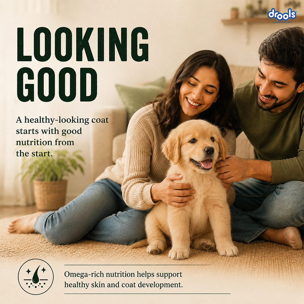 Drools 100% Veg Chunks in Gravy Puppy Wet Food image 6