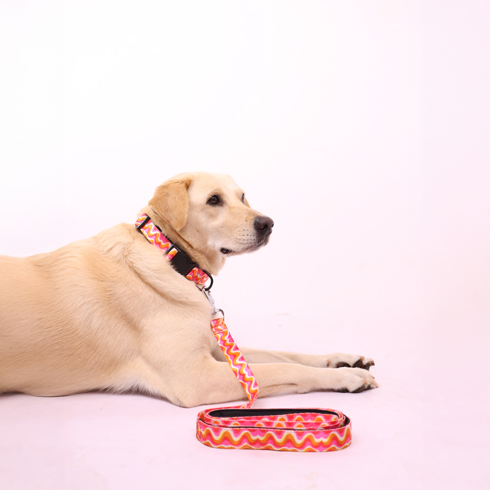 Skatrs Pop Groove Leash for Dogs image 5