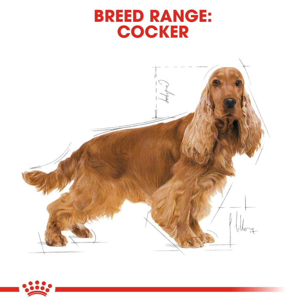 Royal Canin Cocker Adult Dog Dry Food image 5