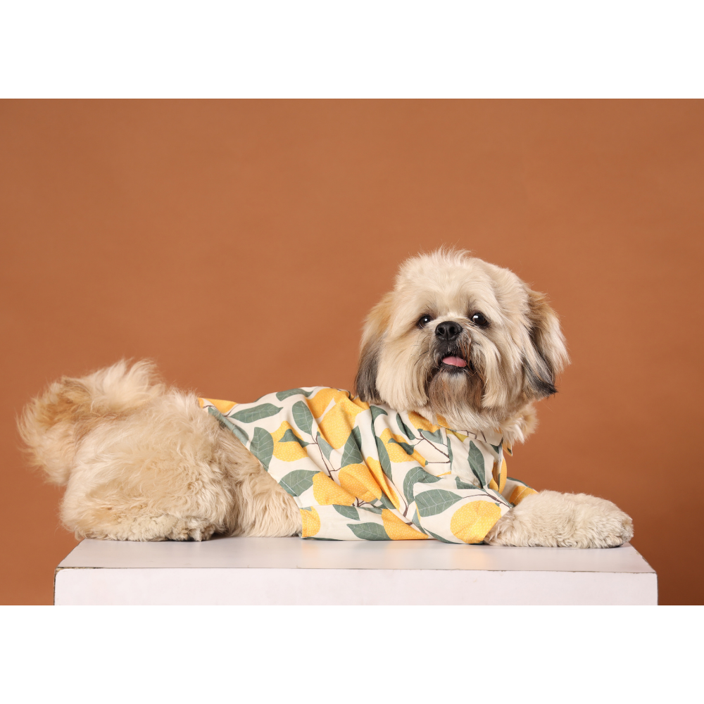 15buttons Limon Shirt for Dogs image 4