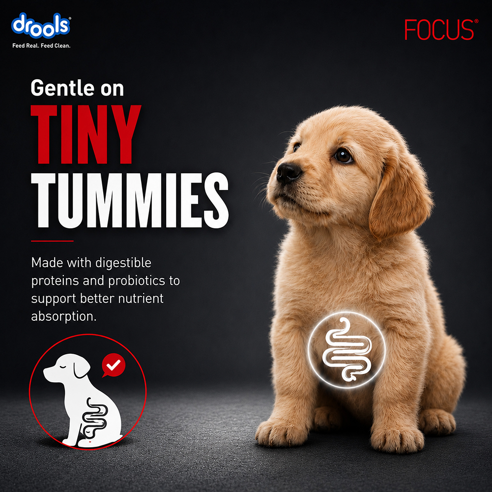 Drools Focus Pup Booster Puppy Weaning Diet for All Breeds (300g) image 8